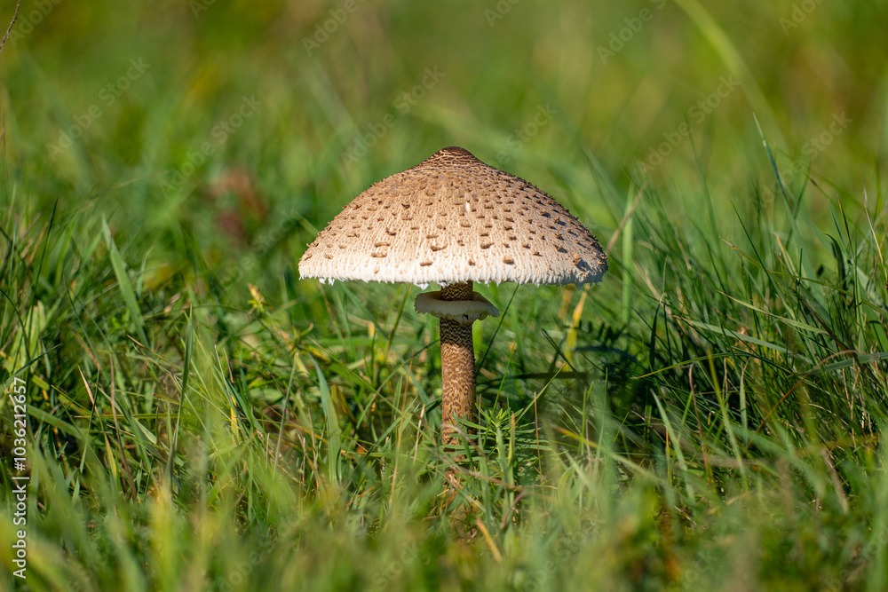 Macrolepiota procera, umbrella mushroom in grass Macrolepiota procera, umbrella mushroom in grass