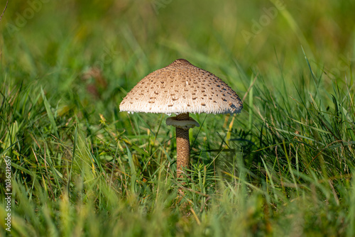 Macrolepiota procera, umbrella mushroom in grass