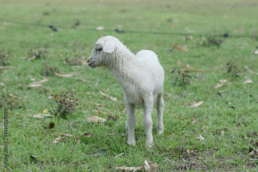 Small white goat, Kid goat eating grass Small white goat, Kid goat eating grass