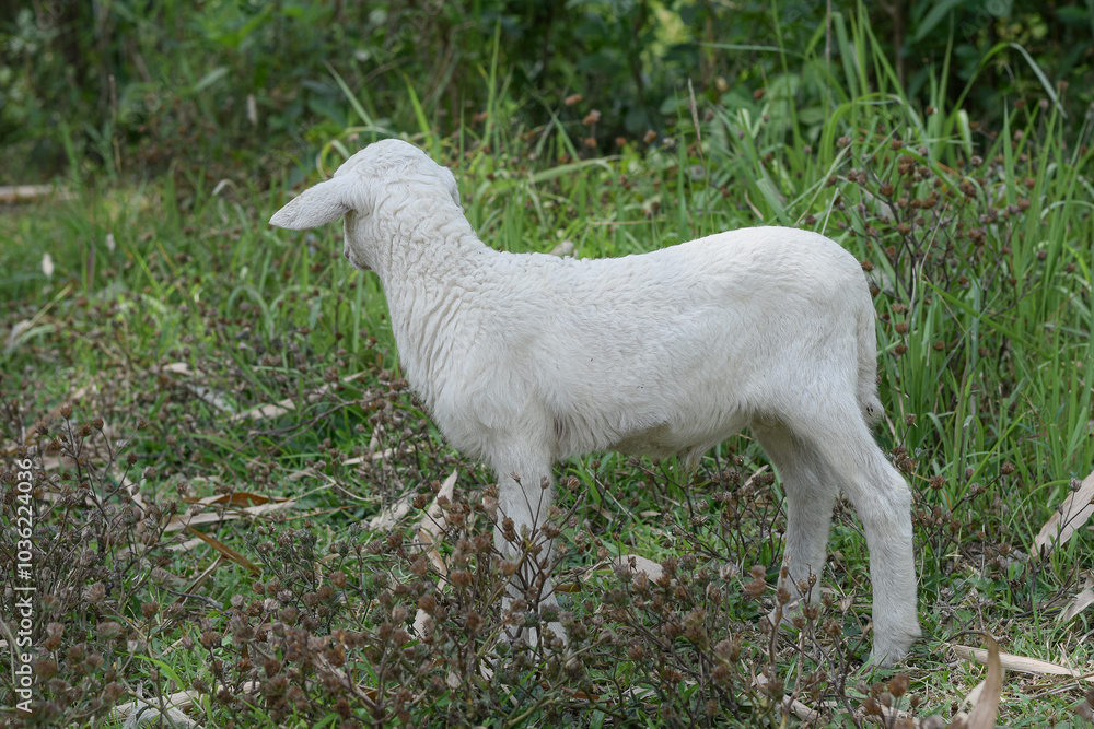 Obraz premium Small white goat, Kid goat eating grass