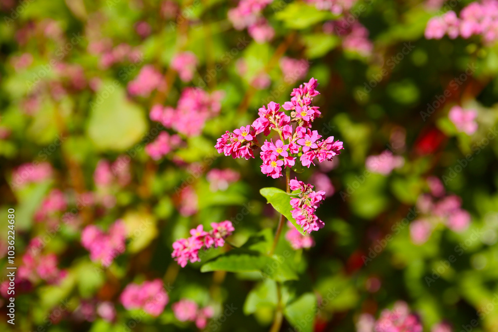 beautiful botanical background of red buckwheat field in bloom beautiful botanical background of red buckwheat field in bloom