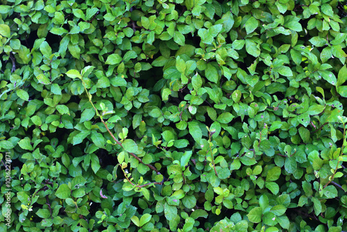 Wallpaper Mural close up of plant with green leaves. Torontodigital.ca