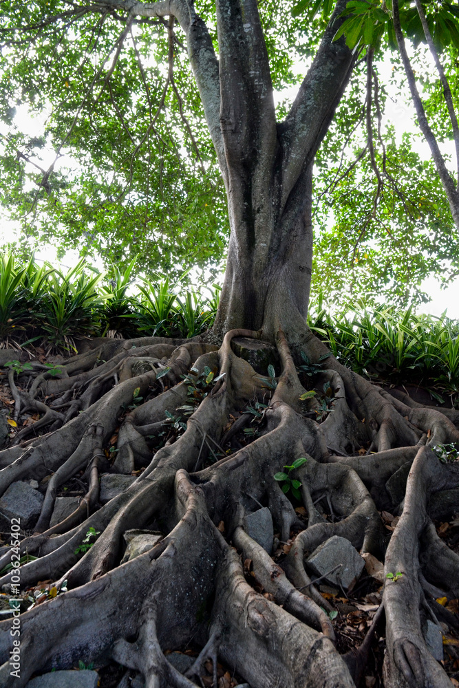 Árvore com raízes sobre a terra Árvore com raízes sobre a terra