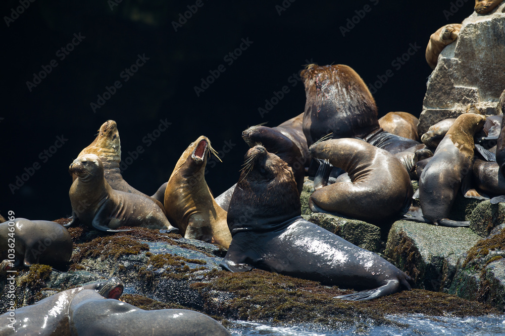 Fototapeta premium Playful moments with the locals at the Palomino Islands- Callao Peru. Nothing like watching these sea lions in their natural paradise
