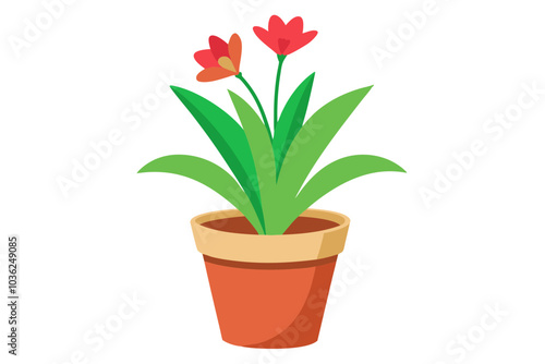 Pot flower. Clivia flower pot, isolated on white background