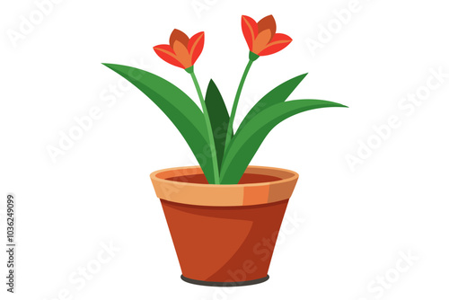 Pot flower. Clivia flower pot, isolated on white background