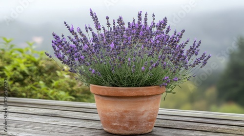 Lavish Lavender Plant in a Clay Pot Outdoors