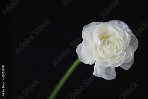 Ranunculus flower
