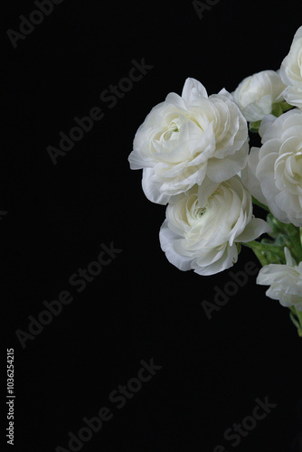 Ranunculus flower