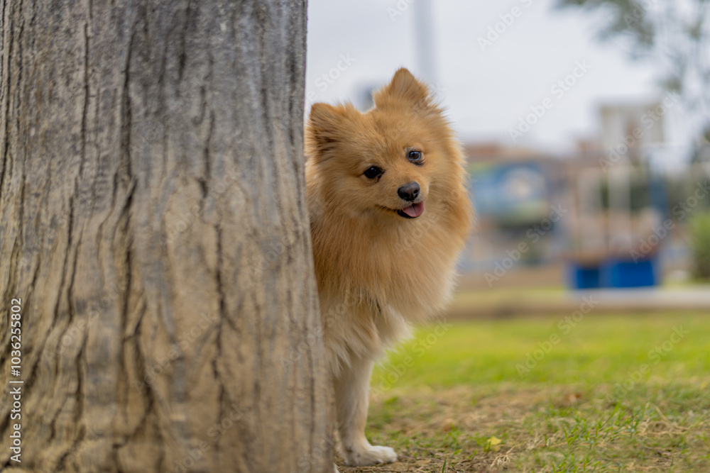 Small brown dog hiding behind tree trunk in a park Small brown dog hiding behind tree trunk in a park