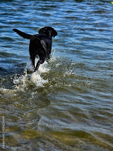 dog in water