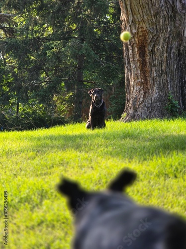 dog in the park