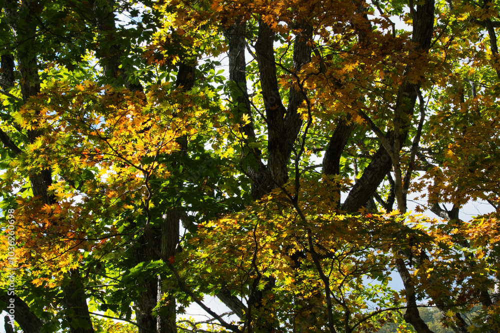 尾瀬ヶ原の紅葉