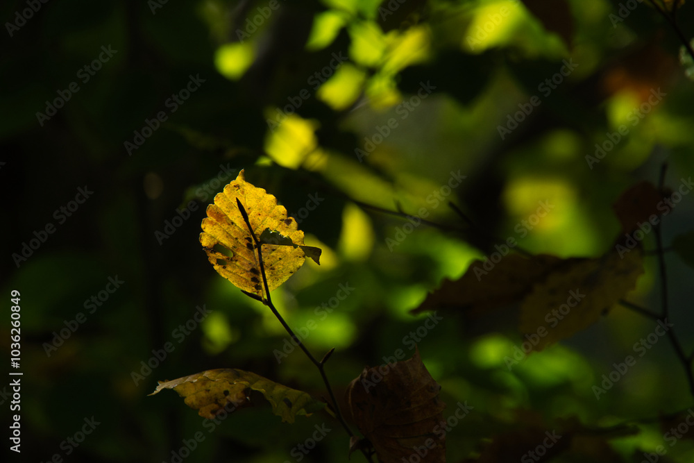 Obraz premium 尾瀬ヶ原の紅葉