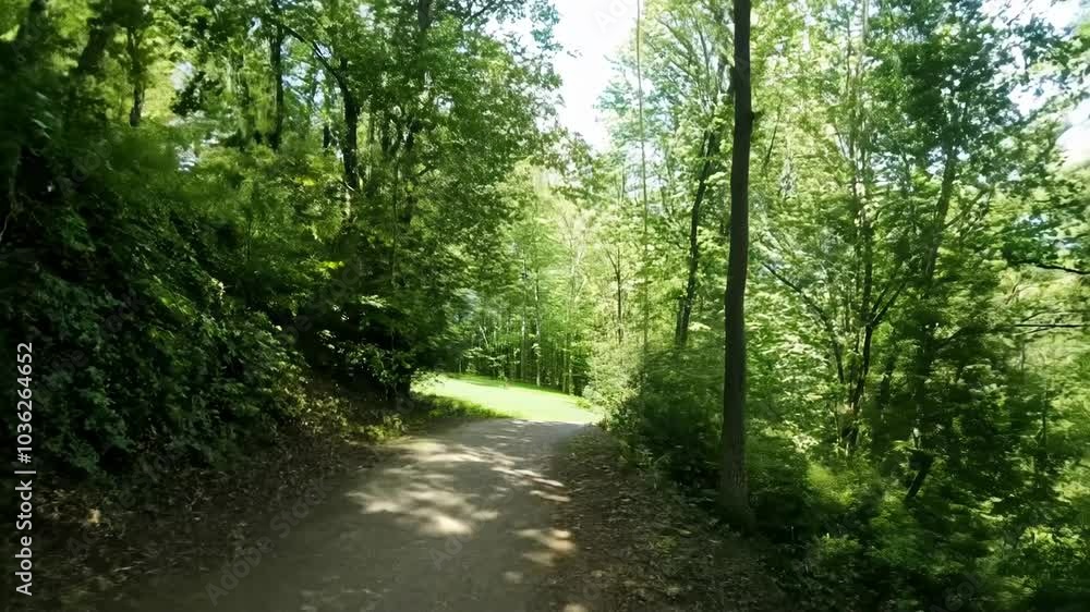 Forest path with trees and a dirt road. hyperrealistic