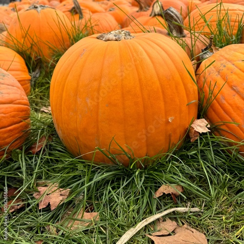 Photo of orange pumpkins. Autumn pumpkins, Halloween, pumpkins lie on the ground