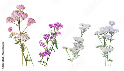 Common yarrows, achillea millefolium, red pink white, isolated on a transparent background