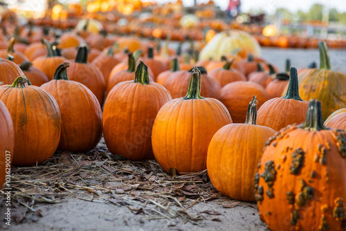 Orange Pumpkins Lined Up at a Scenic Pumpkin Patch in Fall