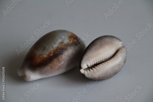 cowrie shells