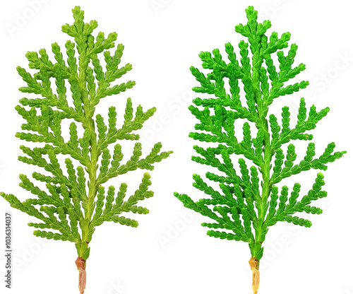 편백나무 나뭇잎