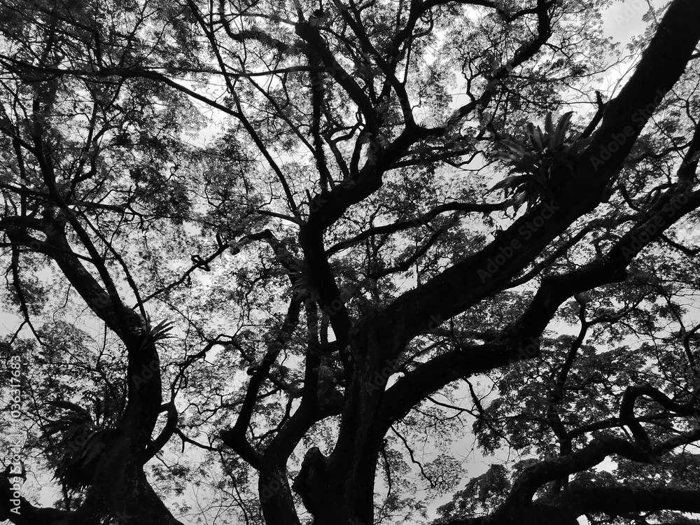 silhouette of a tree with lots of branch. Dramatic tree silhouette of a tree with lots of branch. Dramatic tree