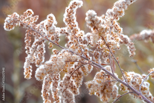 Stiff Goldenrod