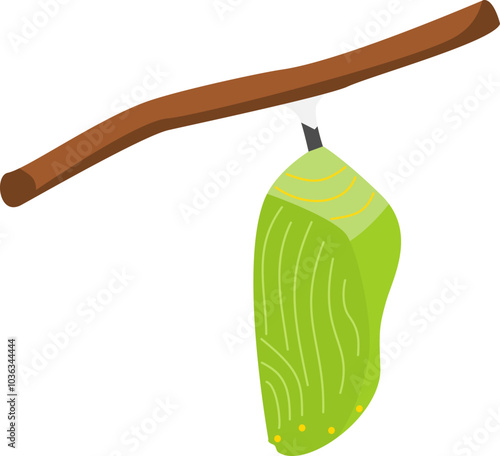 Chrysalis