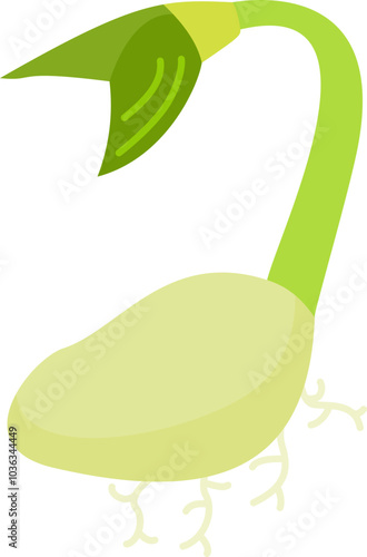 Epigeal Germination or Perkecambahan