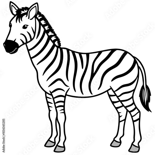 zebra isolated on white