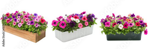 Wallpaper Mural A rectangular garden planter box filled with blooming petunias in vibrant colors, isolated on a transparent background Torontodigital.ca