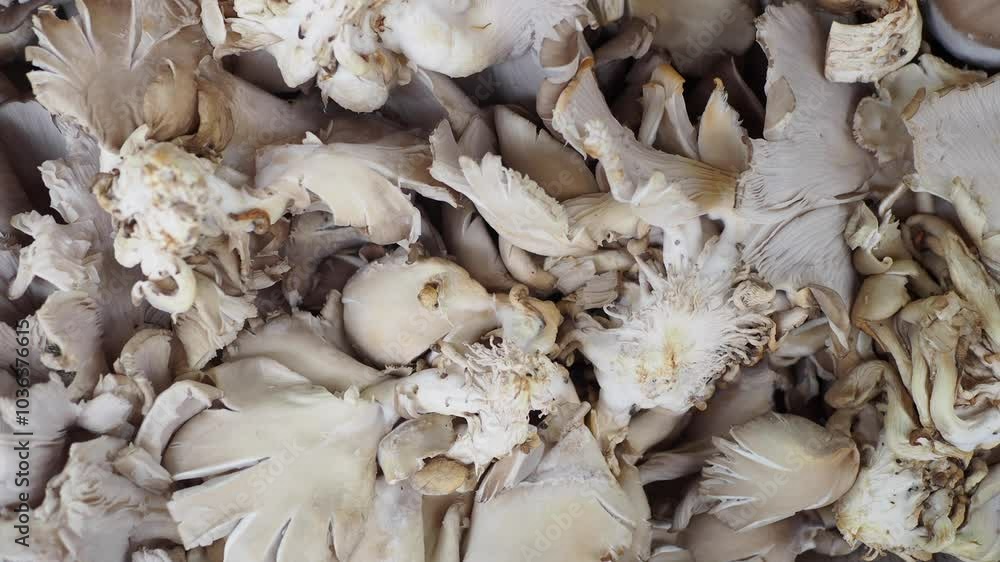 A Beautifully Arranged Basket Filled with Freshly Gathered Oyster Mushrooms in Full Display A Beautifully Arranged Basket Filled with Freshly Gathered Oyster Mushrooms in Full Display