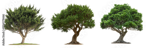 A yew tree with dark green, dense foliage and a broad, sturdy trunk, isolated on a transparent background