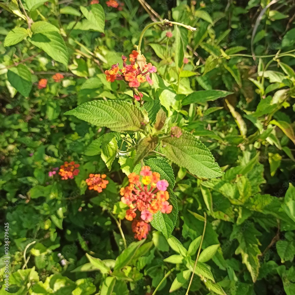 Close-Up of Lantana Flower in Natural Setting Close-Up of Lantana Flower in Natural Setting