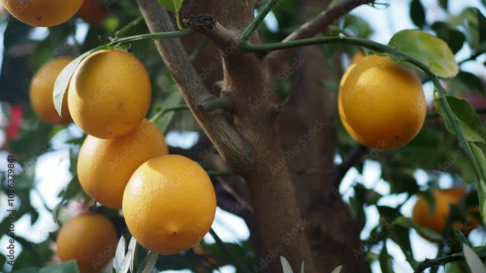 fresh lemons from a lemon tree in a yellow pot in a tranquil garden fresh lemons from a lemon tree in a yellow pot in a tranquil garden