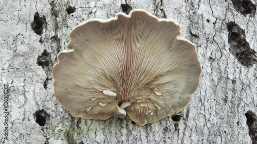 【菌類】キノコ（茸、菌、蕈）：Mushroom　240722-1 photo