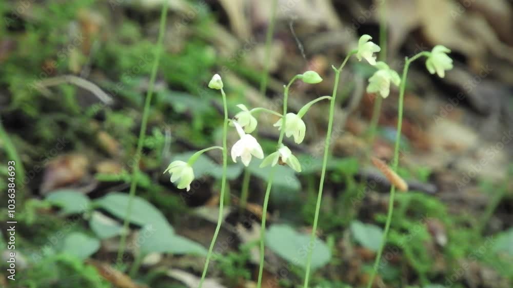【山野草・ラン】コイチヨウラン(小一葉蘭):Ephippianthus schmidtii 240722-1 【山野草・ラン】コイチヨウラン(小一葉蘭):Ephippianthus schmidtii 240722-1