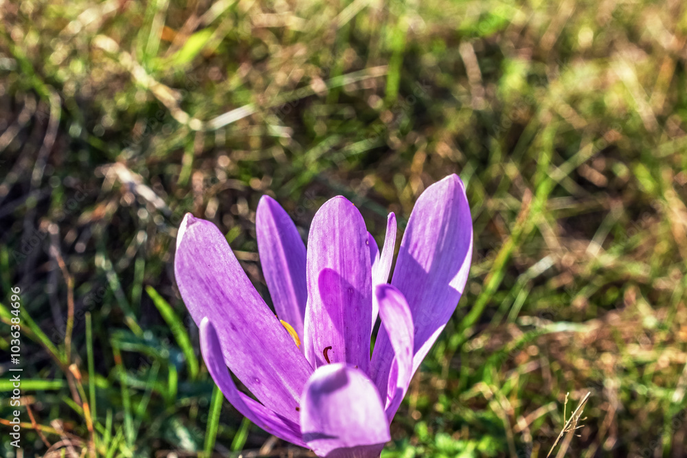 Macro  - Forest - Europe, Romania, Suceava region