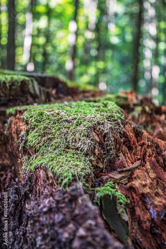 Macro - Forest - Europe, Romania, Suceava region