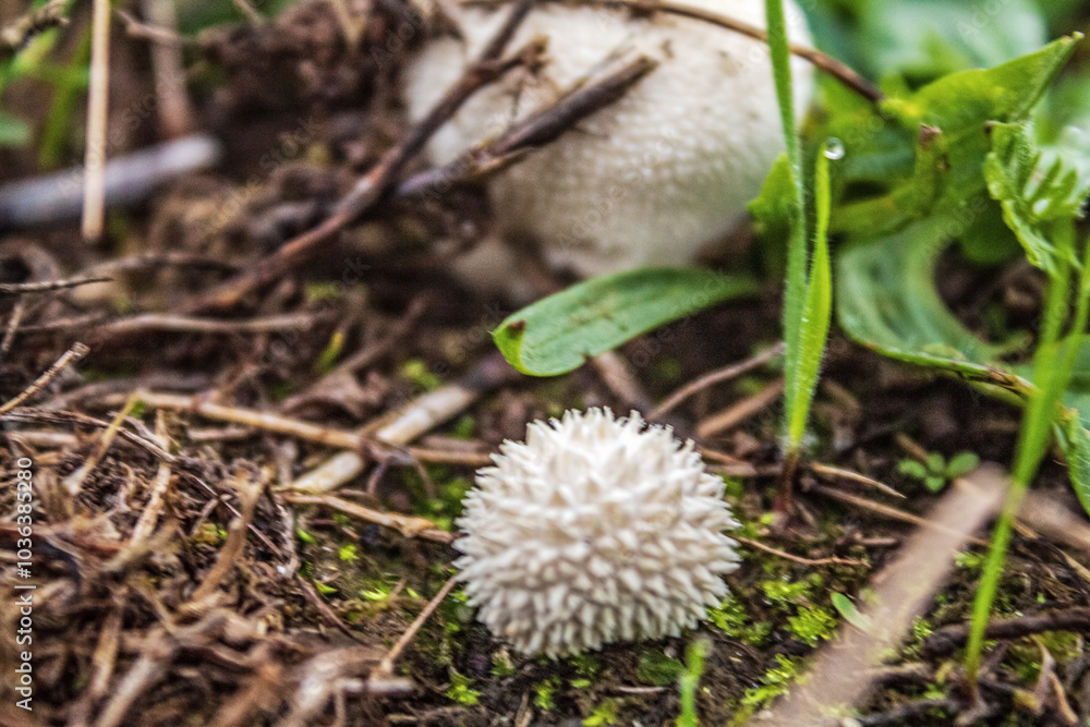 Macro - Forest - Europe, Romania, Suceava region Macro - Forest - Europe, Romania, Suceava region