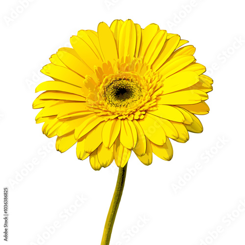 Beautiful yellow daisy gerbera on a isolated white background (11)