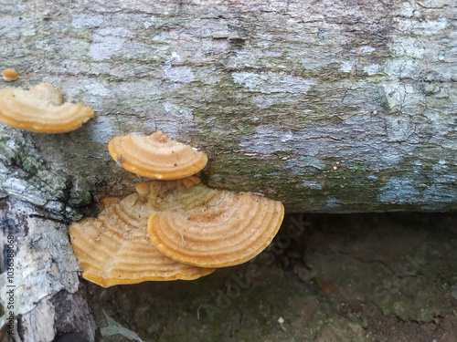 Billede på lærred ostrea stereum, a fungus that grows on dry tree trunks