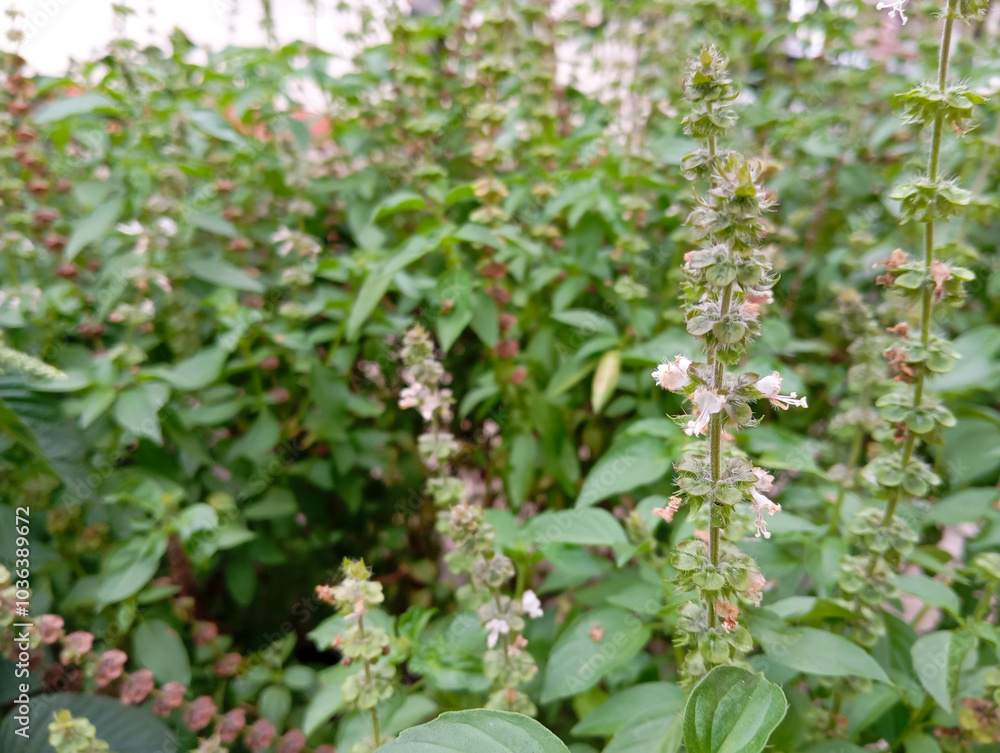 Ocimum tenuiflorum or commonly called kemangi in Indonesia is used as a complement to food Ocimum tenuiflorum or commonly called kemangi in Indonesia is used as a complement to food
