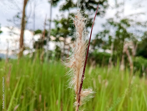 grass in the wind