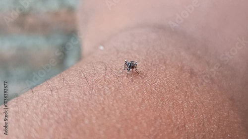 bitten by aedes aegypti mosquito on the surface of the skin photo