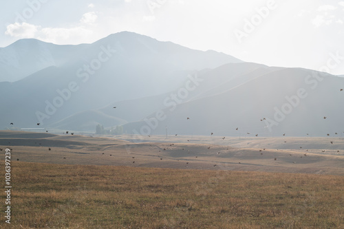 A flock of black crows over fields in foggy mountains. Quiet cozy autumn.