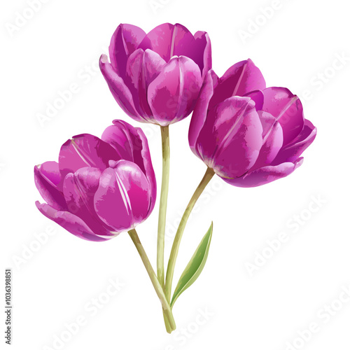 Three lilac tulip flowers watercolor isolated on white background cutout (12)