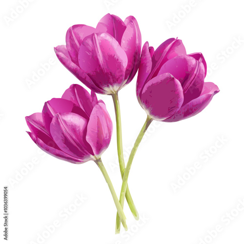 Three lilac tulip flowers watercolor isolated on white background cutout (6)