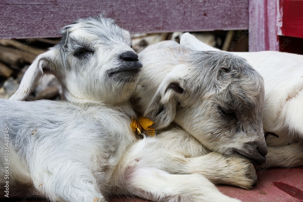 Adorable baby goats resting peacefully near Ghunsa along the Kanchenjunga Base Camp (KBC) trekking route, Nepal, showcasing the charm of Himalayan wildlife in the Nepalese Himalayas. Adorable baby goats resting peacefully near Ghunsa along the Kanchenjunga Base Camp (KBC) trekking route, Nepal, showcasing the charm of Himalayan wildlife in the Nepalese Himalayas.