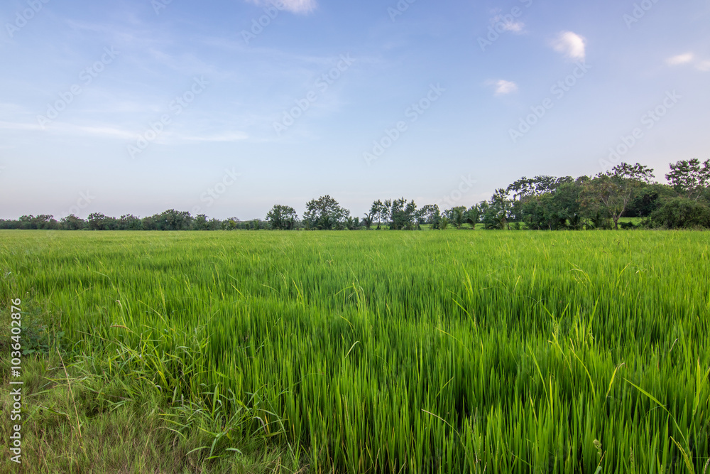 Beautiful green rice fields in the evening at sunset. Beautiful natural landscape with fields, Sri Lanka, Asia Beautiful green rice fields in the evening at sunset. Beautiful natural landscape with fields, Sri Lanka, Asia