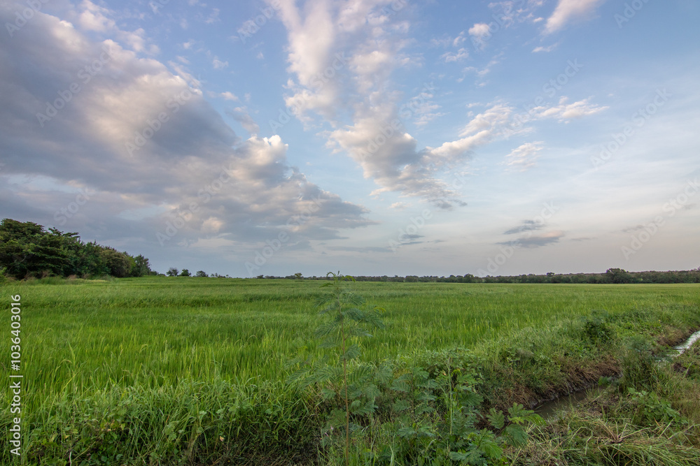 Beautiful green rice fields in the evening at sunset. Beautiful natural landscape with fields, Sri Lanka, Asia Beautiful green rice fields in the evening at sunset. Beautiful natural landscape with fields, Sri Lanka, Asia